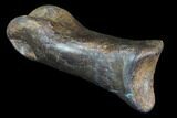 Struthiomimus Toe Bone - Montana #94761-3
